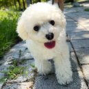 그란데로자 이미지