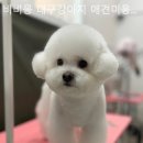 비비몽 이미지