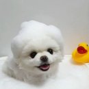 스케치독 이미지