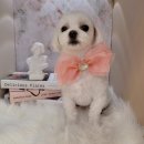 하니 그루밍( Hani Grooming) 이미지