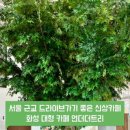 카페무하로 이미지