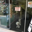 홈펫동물병원 네이버블로그
