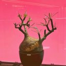 이상한 식물나라 이미지