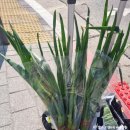 일등할인마트 이미지