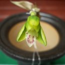 신아