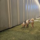 댕구르르 | 포천애견카페 댕구르르 실내운동장 야외놀이터 내돈내산