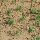 아지매제첩국 이미지