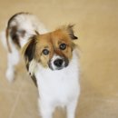 다다다펫그루밍 이미지