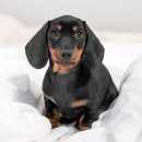 이산동물의료센터 이미지