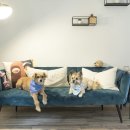 라운드 코너