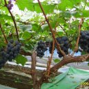 향가약수터 이미지