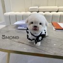 디몽 이미지