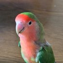 보리화 Daum카페