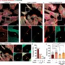 Re: 정상 세포에서 mitochondria transfer 일어남, 최신논문 이미지