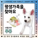 [함안보호소유기견] 이거슨 토끼인가? 강아지인가? 4개월 뽀시래기 우유🐶 평생가족 찾아용 이미지