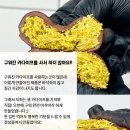 해비쿠키