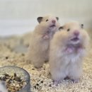 펫엔글라이더본점 이미지