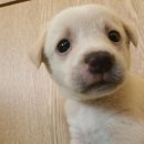 고양시 동물보호센터 이미지