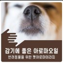 반려동물 아로마 테라피 자격증 이미지