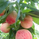 능월농장 이미지