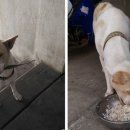 (주)견공 이미지