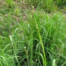 황매산장대 이미지