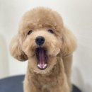 아미고 펫살롱 네이버블로그