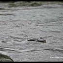 연어의맛 이미지