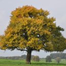 나무와 새 이미지