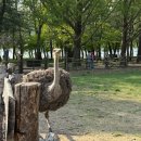 가평 크리스월드 글램핑하고 유람선타고 남이섬 다녀오기(꿀팁)