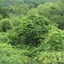 삼동면 물건1 이미지