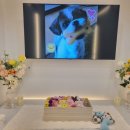 순천 반려동물장례식장 하늘별 이미지