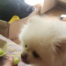 이마트24 진주엠코점 | 24시 무인 애견용품샵 아무도없개, 진주평거에도 상륙