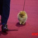 쫄랑쫄랑 이미지