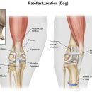멍쓰홀릭 이미지