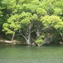 버드나무 이미지