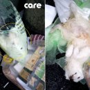 강아지톡 이미지