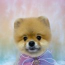 사르르몽몽 이미지