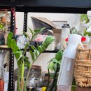 하준농장 | 강동화훼단지,와이키키농장에서 금전수 분갈이 후기