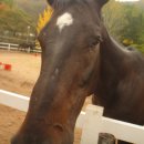 동서울 승마장 이미지