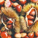 달나라토끼 이미지