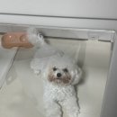 그루몽실 이미지