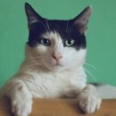 방주동물병원 이미지