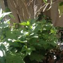 피피푸푸 이미지