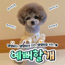 예뻐할개
