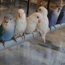 운학주유소 이미지