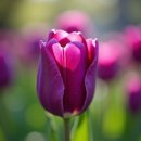 ■3월 20일 탄생화, 보라색 튤립 (Purple Tulip) 이미지