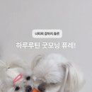 굿모닝퍼피 이미지