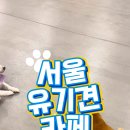 다시사랑받개 네이버블로그