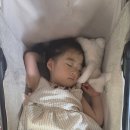 36다4055펫택시 | 36개월 아이랑 다낭: 그랜드 시그니처 리조트 호이안 바이 엠 빌리지 숙박 후기